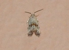 Neocochylis hybridella