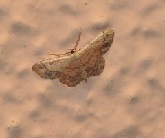 Idaea subsaturata