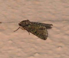 Polyphaenis sericata