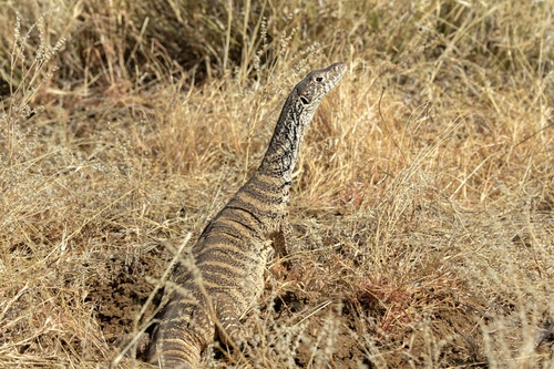 Spencer's Monitor