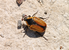 Diaphonia dispar