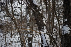 Aurantioporthe corni