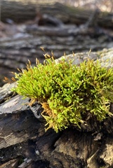 Claopodium rostratum