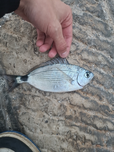 Oblada melanurus