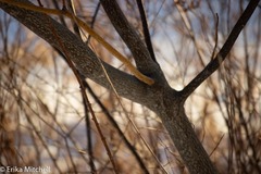 Aurantioporthe corni