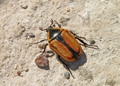 Diaphonia dispar