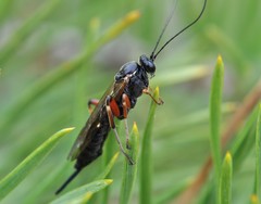 Pimpla turionellae