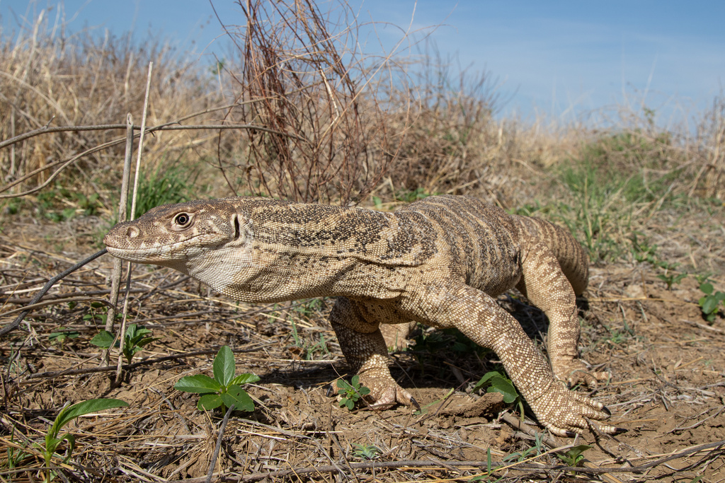 Spencer's Monitor