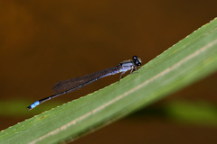Enallagma novaehispaniae