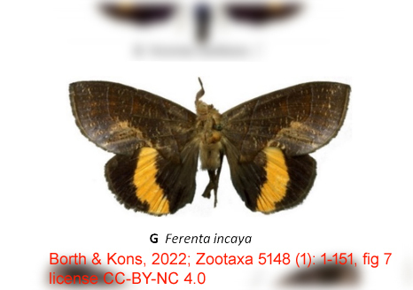Ferenta incaya