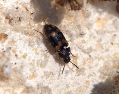 Mycetophagus piceus