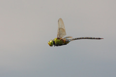 Anax guttatus