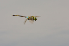 Anax parthenope julius