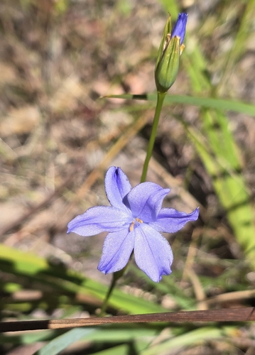 Morning Iris (Orthrosanthus laxus)