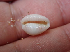 Pusula pediculus