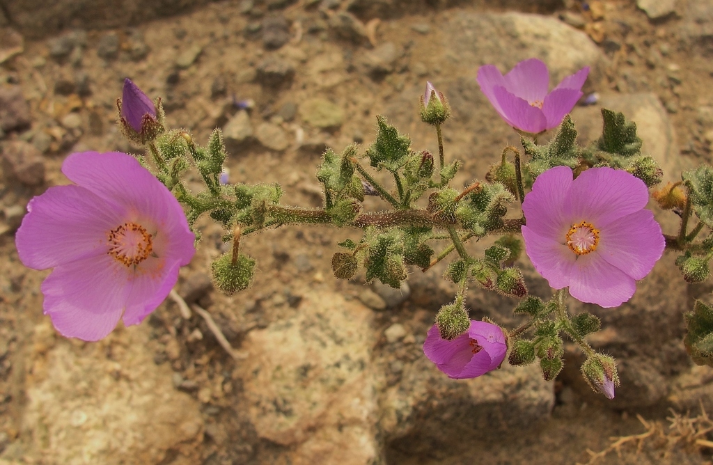 Cristaria adenophora