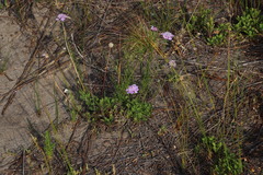 Scabiosa incisa