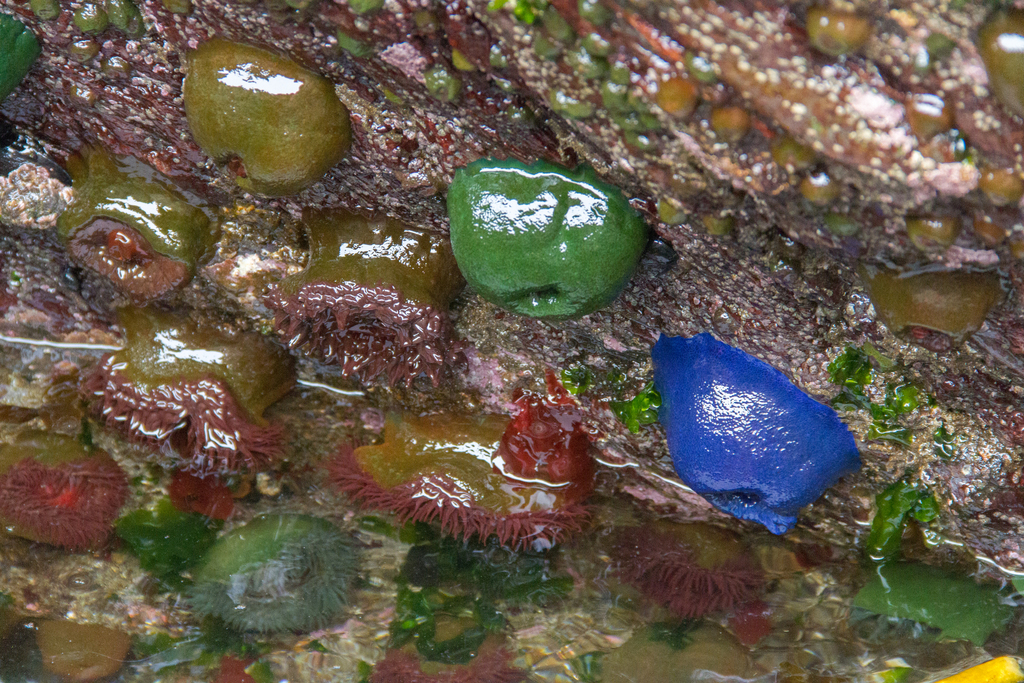 Phymactis