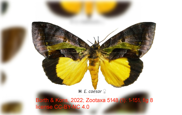 Eudocima caesar