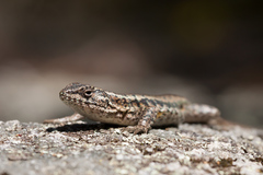 Liolaemus septentrionalis