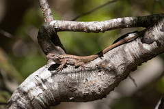 Liolaemus septentrionalis