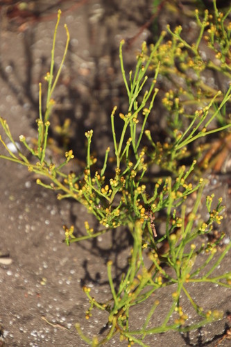 Image of Thesium commutatum by (c) Tony Rebelo, some rights reserved (CC BY-SA)