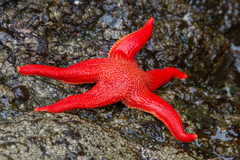 Stichaster striatus