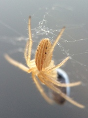 Larinia borealis