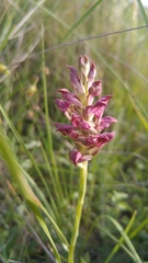 Anacamptis coriophora fragrans
