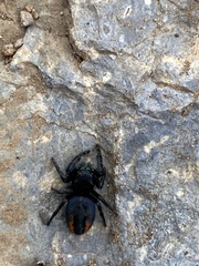 Phidippus boei