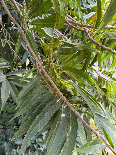 Wild Sweetsop