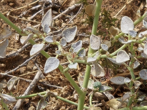 Euphorbia petiolata, 2025-10-24