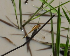 Erythrodiplax nigricans