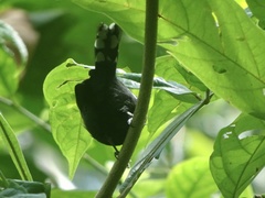 Microrhopias quixensis