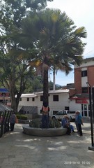 Sabal mauritiiformis