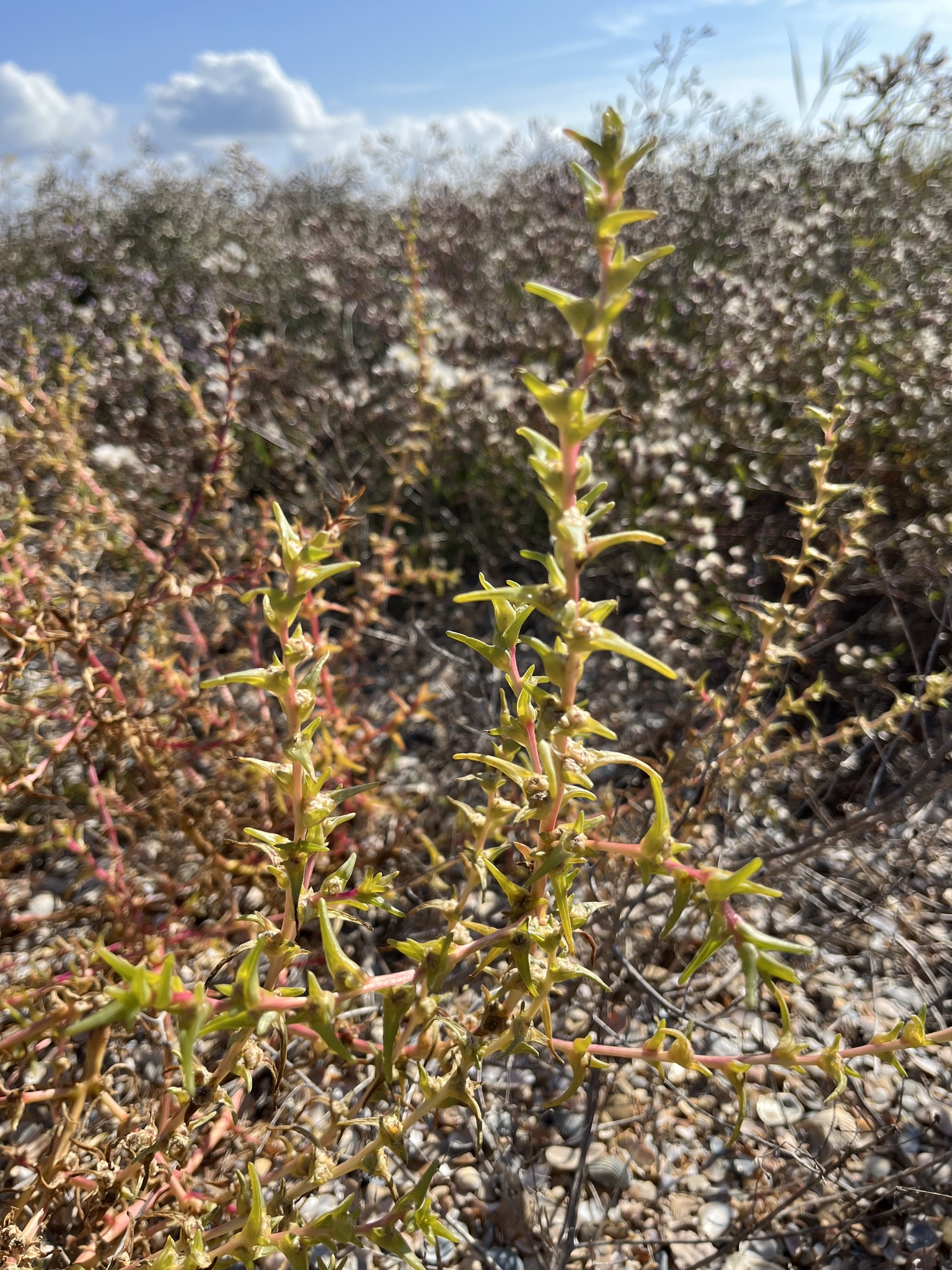 Fleshy Russian Thistle (Salsola soda)