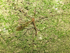 Austrolimnophila argus