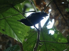 Microrhopias quixensis