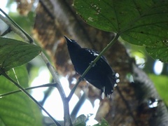 Microrhopias quixensis