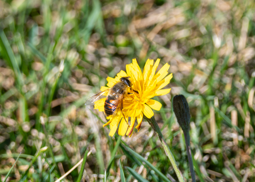 Unknown species found near Palermo, ME, USA