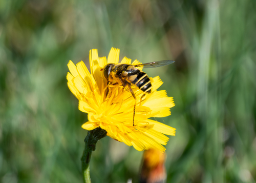 Unknown species found near Palermo, ME, USA