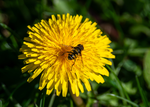 Unknown species found near Palermo, ME, USA