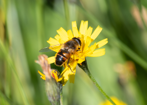Unknown species found near Palermo, ME, USA
