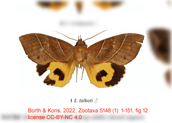 Eudocima talboti