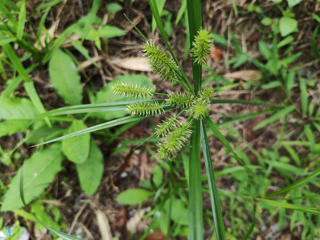 Pacific Island Flatsedge (Cyperus cyperoides)