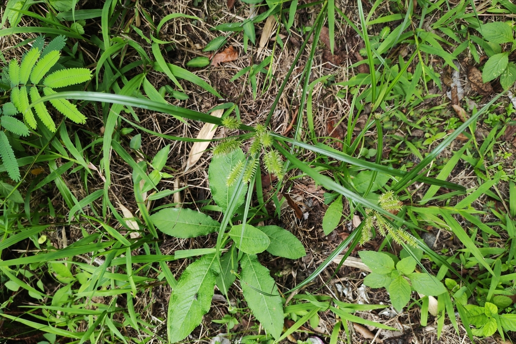Pacific Island Flatsedge (Cyperus cyperoides)