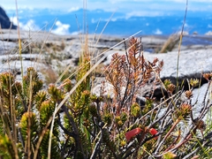 Rhododendron ericoides, photograph (c) vrxz, some rights reserved (CC BY-SA)