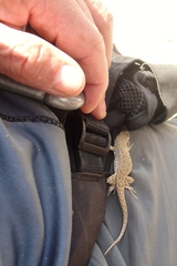 Liolaemus nigromaculatus