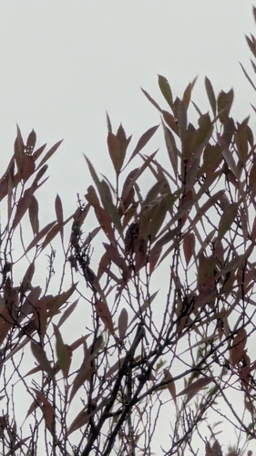 Prunus pumila