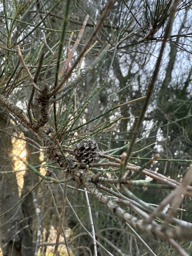 Allocasuarina huegeliana, 2025-10-24